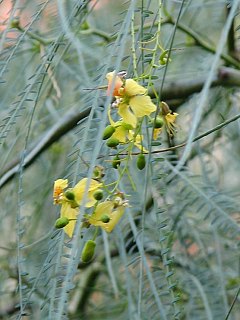parkinsonia aculeata - owoce